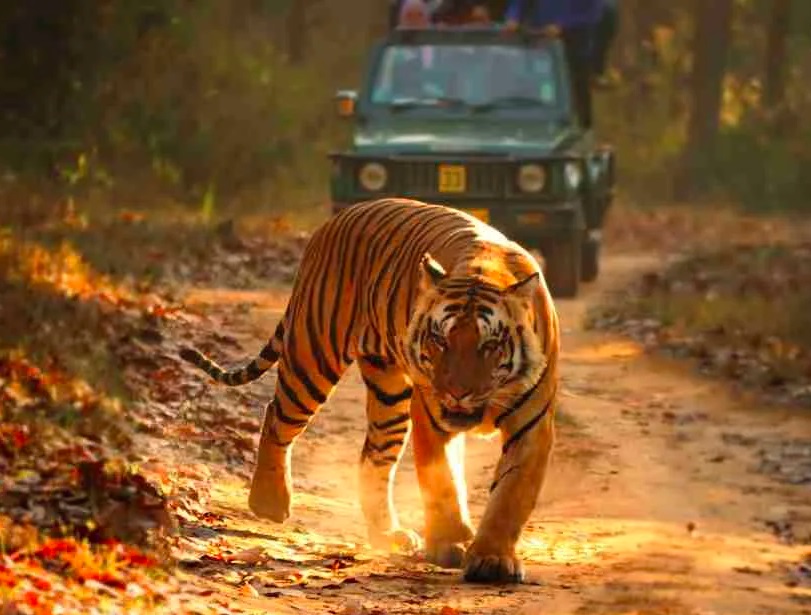 zajazd lakadivy a india